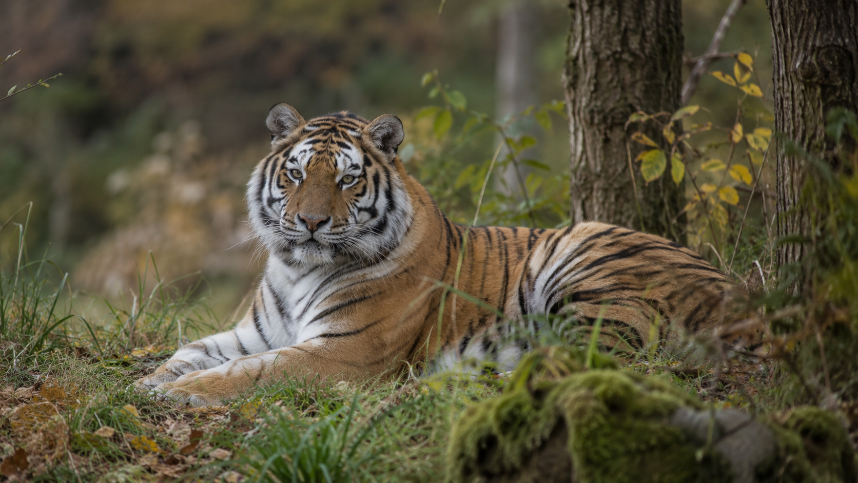 AI-generated editorial imagery of an Amur tiger in a generic woodland habitat; not a photograph of the reported event.